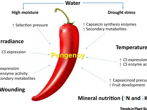 pungency