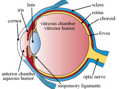 ophthalmitis