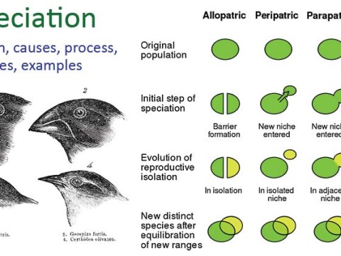 speciation