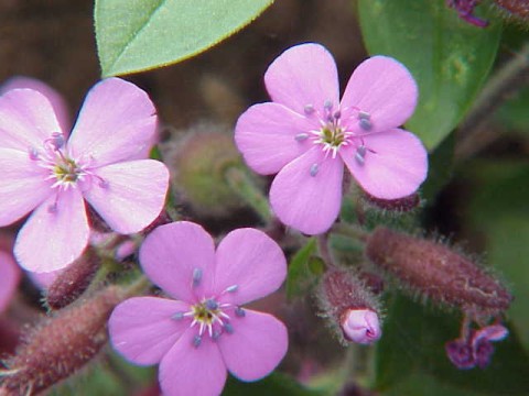 soapwort