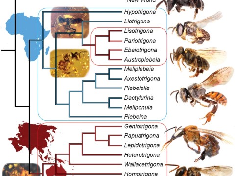 stingless