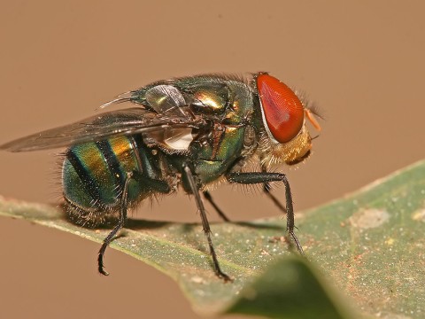 blowfly