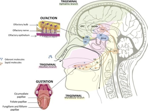 gustatory