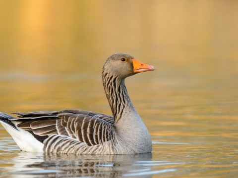 graylag