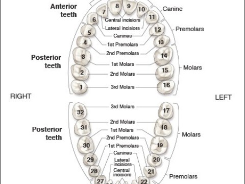 dentition