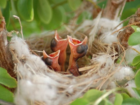 nestling