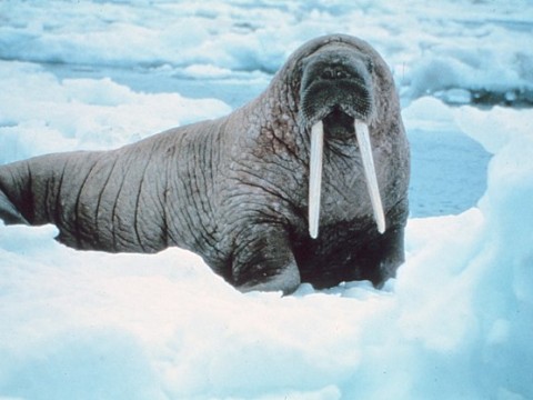 walrus