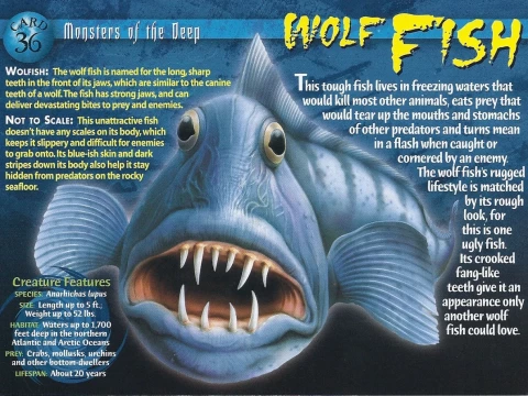 wolfish