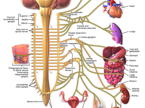 sympathomimetic