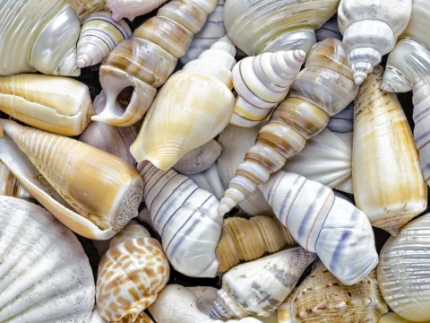 shell