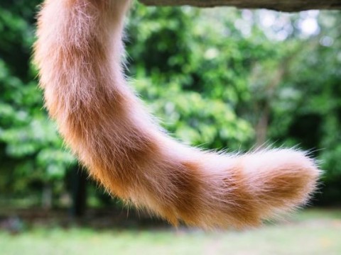 tail