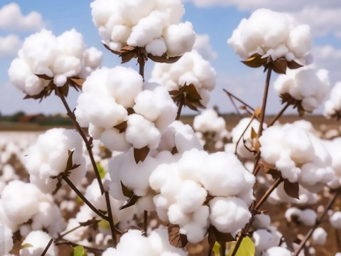 cotton