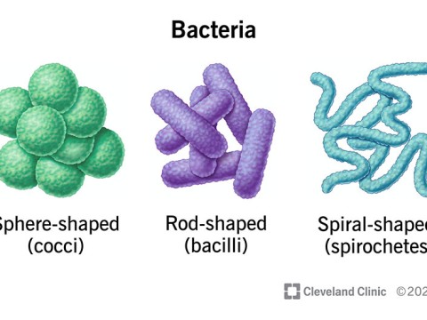 bacteria