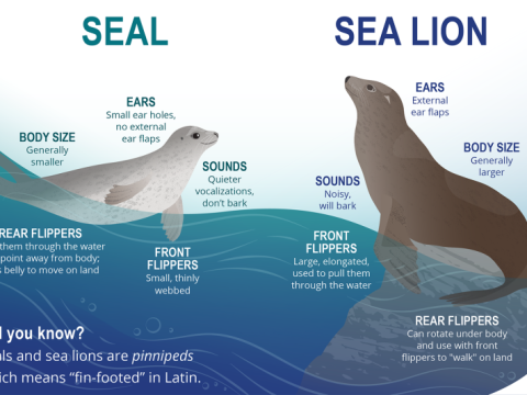 seal