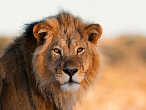 lion