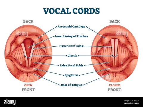 vocal