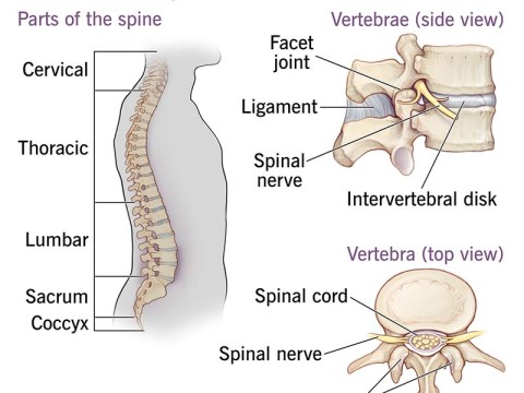 spine