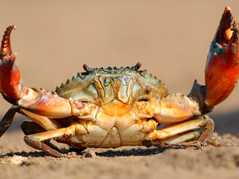 crab