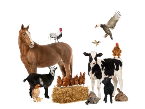 livestock