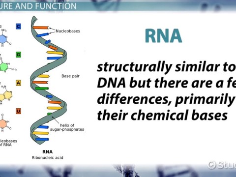 genetics