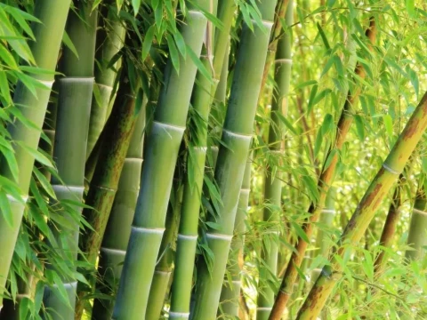 bamboo