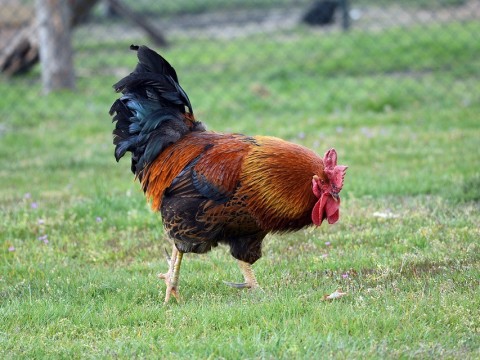 cock