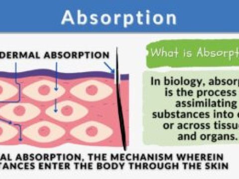 absorption