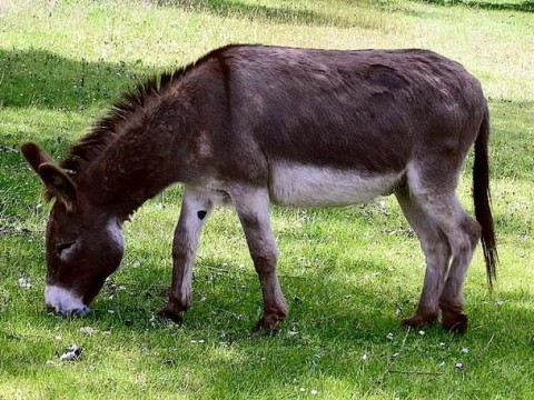 donkey