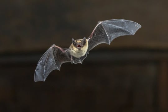 Echo-location in bats is often compared with radar.