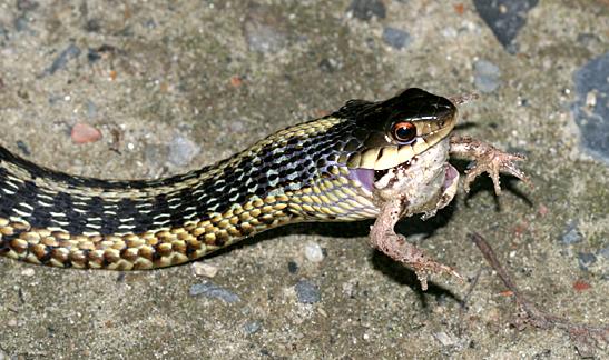 snake swallowing a frog