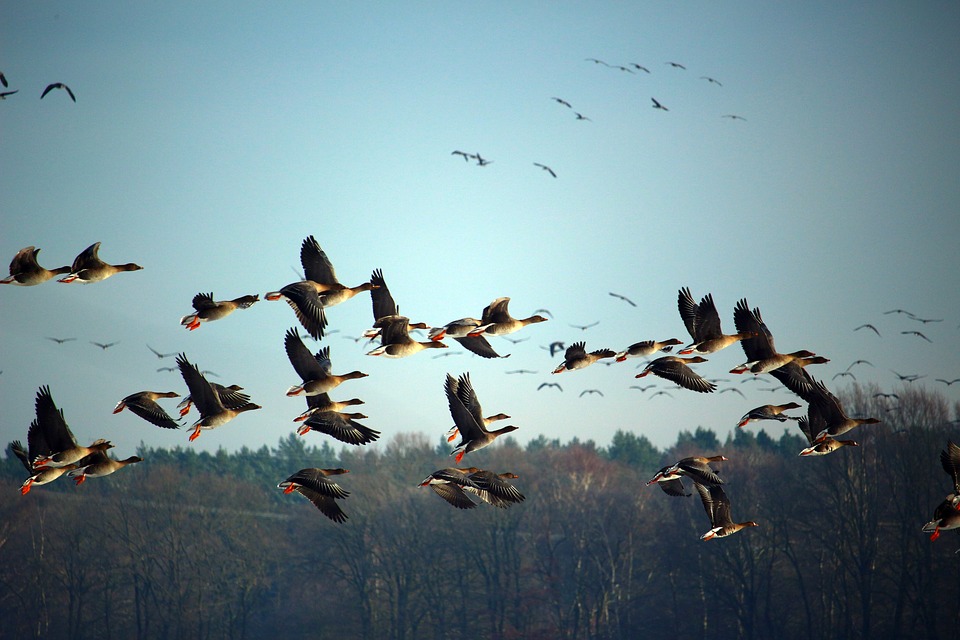 wild geese